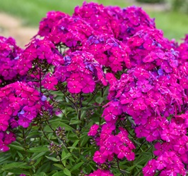 LUMINARY™ Ultraviolet Garden Phlox, Summer Border Phlox, Fall Phlox, Phlox paniculata 'Ultraviolet'